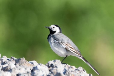 gri Kuyruksallayan moloz yığını üzerinde oturur