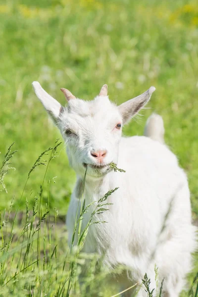 Goat Stands Green Grass Looks — Stock Photo, Image