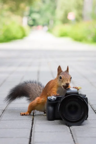 Wiewiórka Siedzi Ławce Kamerą — Zdjęcie stockowe