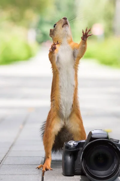 Eichhörnchen Sitzt Mit Kamera Auf Einer Bank — Stockfoto