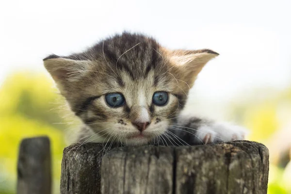 Retrato Gatinho Cinza Uma Cerca — Fotografia de Stock