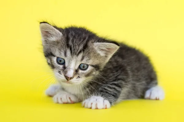 Malé Šedé Kotě Žlutém Podkladu — Stock fotografie