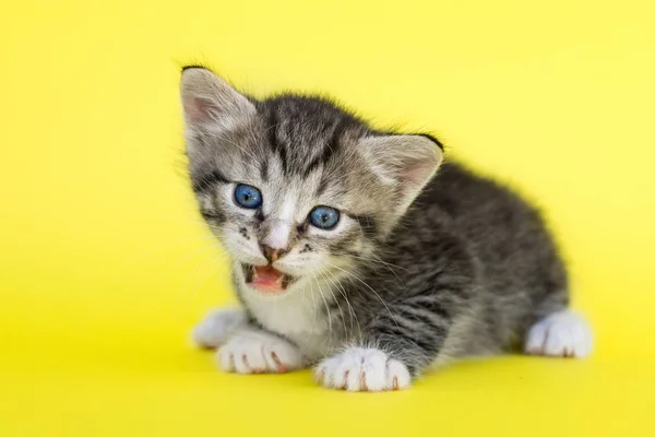 Mały Szary Kotek Żółtym Tle — Zdjęcie stockowe