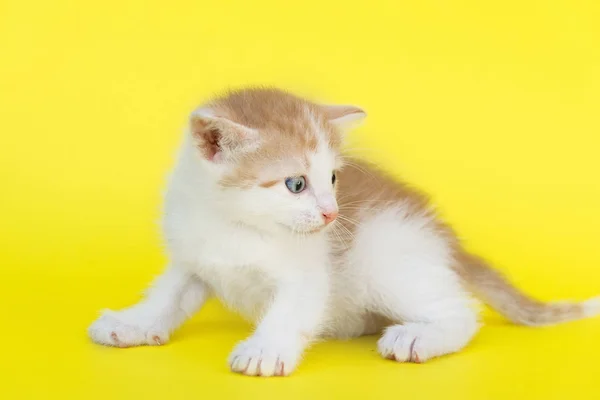 Pequeno Gatinho Vermelho Fundo Amarelo — Fotografia de Stock