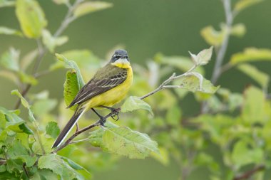 Motacilla flava çim yanında duruyor