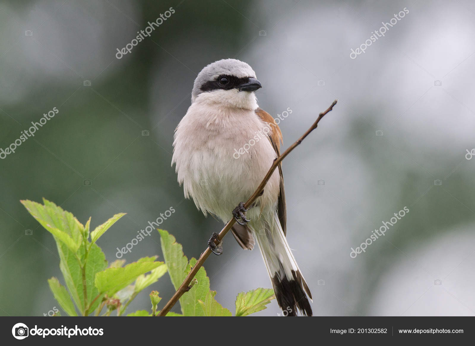 Lanius Collurio Est Assis Sur Une Branche Oiseau Gris