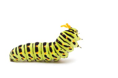 Kırlangıç kuyruklu tırtıl ya da beyaz arka planda Papilio Machaon.