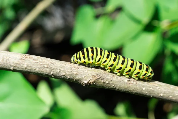 Zielona Gąsienica Liściu Bzu Caterpillar Przyrodzie — Zdjęcie stockowe