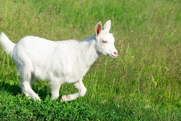 Eine Kleine Ziege Einem Weizenfeld — Stockfoto