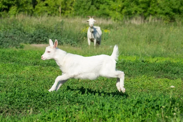 Une Petite Chèvre Dans Champ Blé — Photo