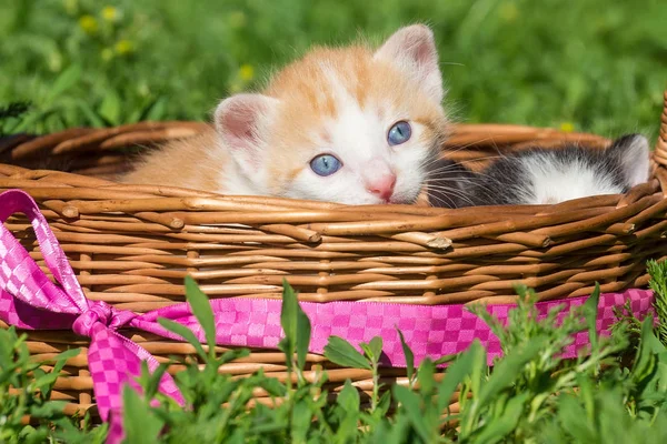 Ein Kleines Rotes Kätzchen Sitzt Einem Korb — Stockfoto