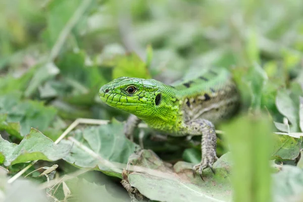 Lagarto Verde Lacerta Agilis Sentado Hierba Jardín — Foto de Stock