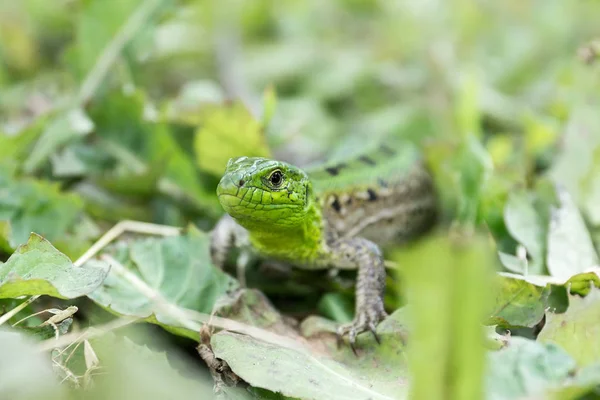 Green Lizard Lacerta Agilis Sitting Grass Garden — Stock Photo, Image