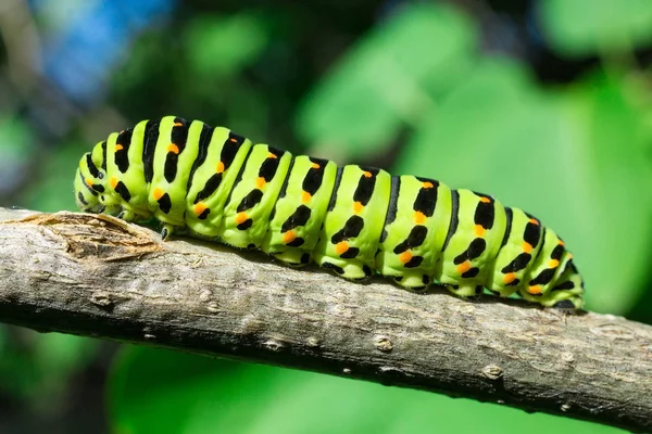 Oruga Verde Sobre Hoja Lila Oruga Naturaleza — Foto de Stock