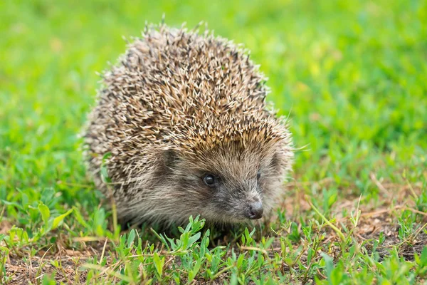 Hedgehog Green Grass Hedgehog Nature — Stock Photo, Image