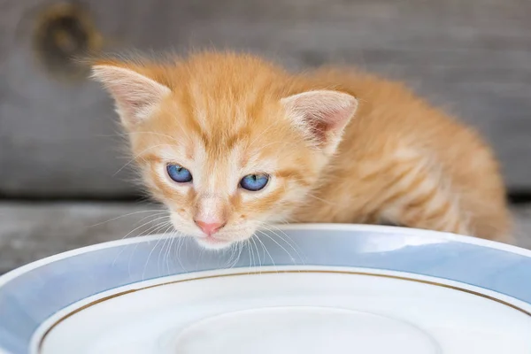 Маленький Красный Котёнок Кружит Молоко Миски — стоковое фото