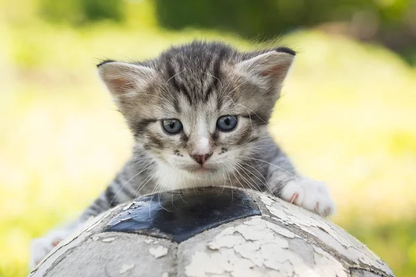 Kotek z piłki nożnej — Zdjęcie stockowe