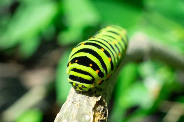 Grüne Raupe Auf Fliederblatt Raupe Der Natur — Stockfoto