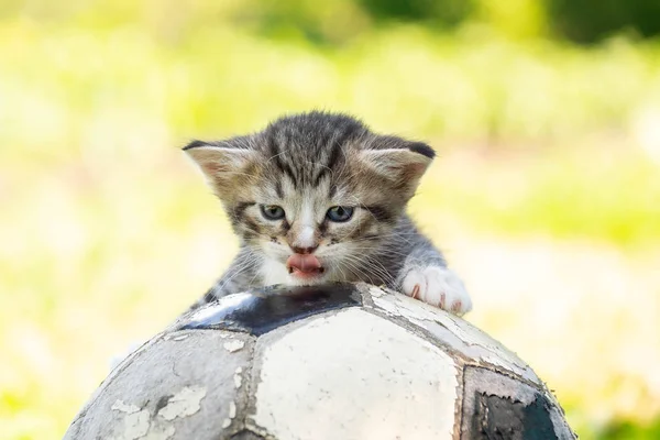 Mały Kotek Stare Piłki Nożnej — Zdjęcie stockowe