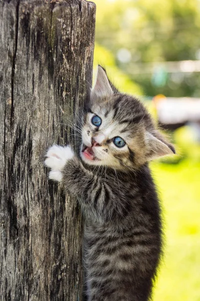 フェンスの上の灰色の子猫の肖像 — ストック写真