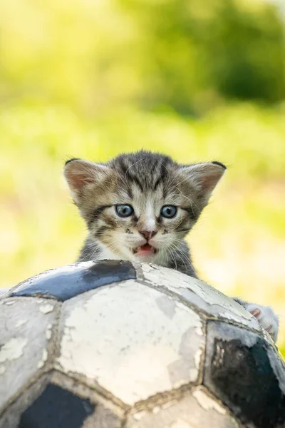 Маленький Кошеня Старому Футбольному Ячі — стокове фото