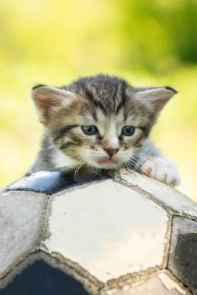 Mały Kotek Stare Piłki Nożnej — Zdjęcie stockowe