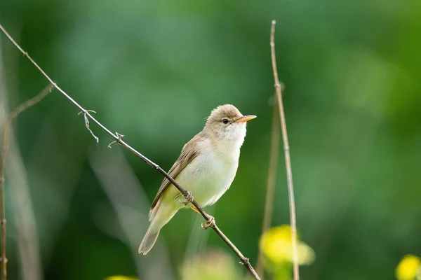 Roseau Assis Sur Une Branche Verte Chante — Photo