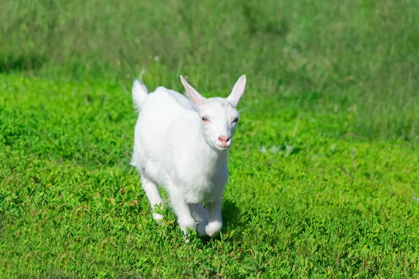 Goat in a field of wheat — Stock Photo, Image