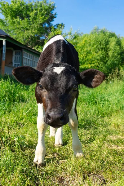 Borjú, a fű — Stock Fotó