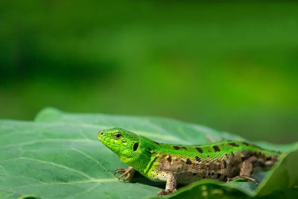 Green Lizard Lacerta Agilis Sitting Grass Garden — Stock Photo, Image