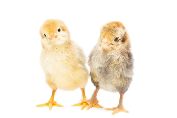 Dos Pollos Sobre Fondo Blanco Aislamiento Pueblo Verano — Foto de Stock