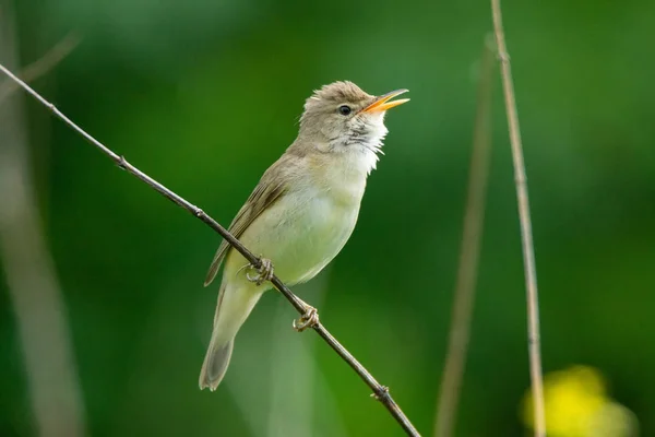 reed sits on a green branch and sings