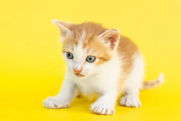 Koťátko Červený Žlutém Podkladu — Stock fotografie