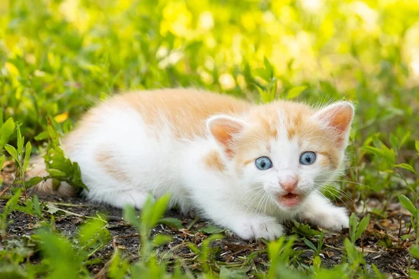 Pequeno Gatinho Vermelho Jaz Grama — Fotografia de Stock