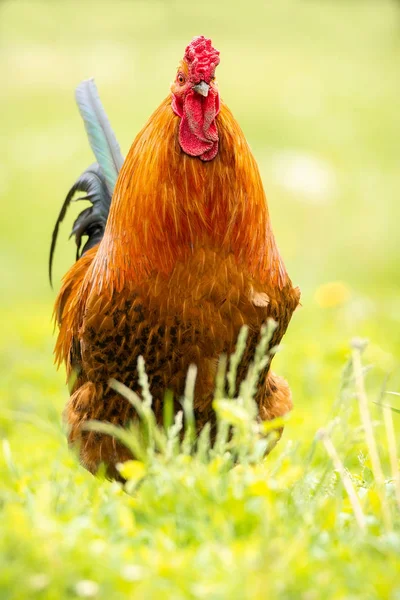 Hermosa Polla Roja Sobre Hierba Verde Naturaleza Rústica Granja — Foto de Stock