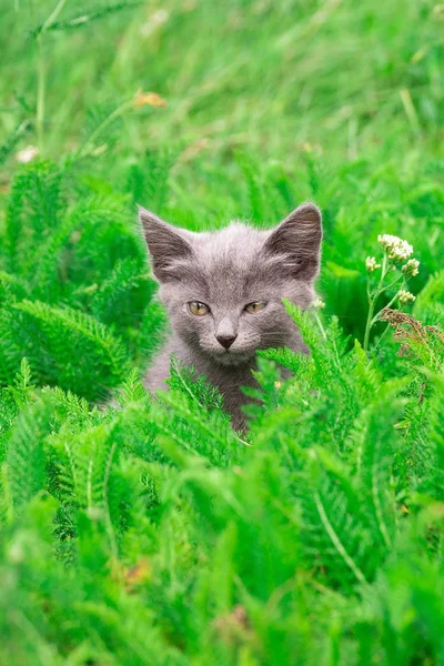 Pequeno Gatinho Cinza Jaz Grama — Fotografia de Stock