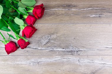 gri bir arka plan üzerinde bush gül kırmızı gül