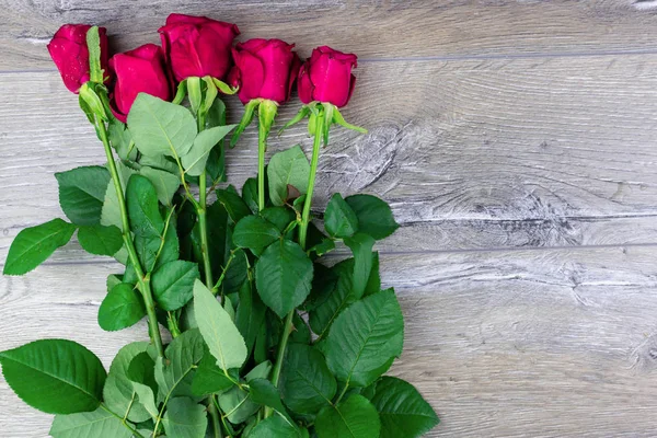 ブッシュ ローズ グレーの背景に赤いバラ — ストック写真
