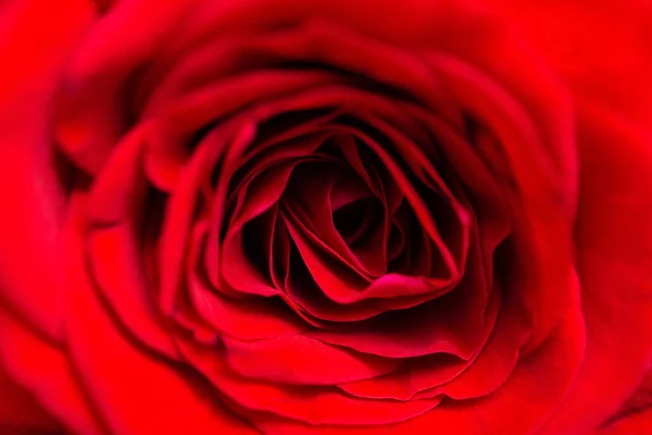Tiro Macro Close Uma Rosa Vermelha — Fotografia de Stock