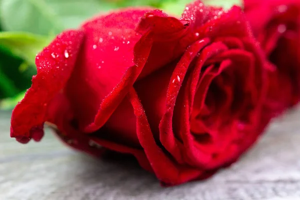 Red rose bush — Stock Photo, Image