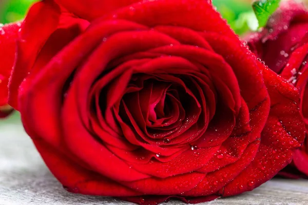 Arbusto de rosa vermelha — Fotografia de Stock