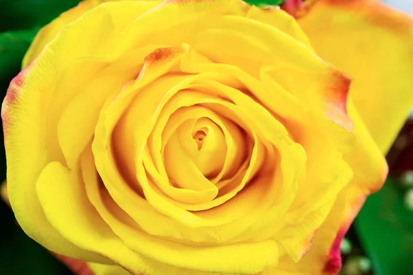 Amarelo Rosa Flor Vista Superior Amarelo Rosa Textura — Fotografia de Stock