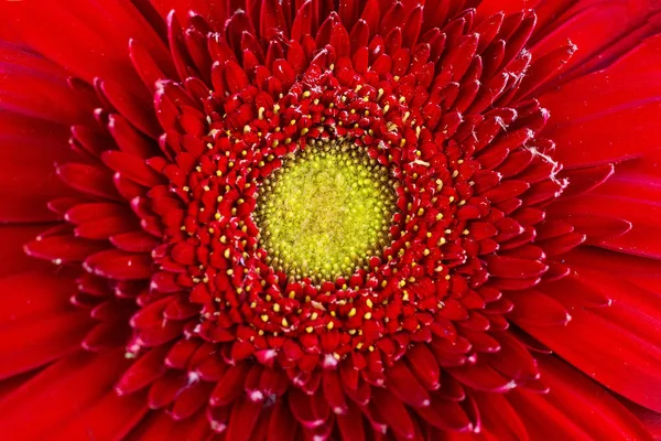 Текстура Красный Gerbera Красный Gerbera Вид Сверху — стоковое фото
