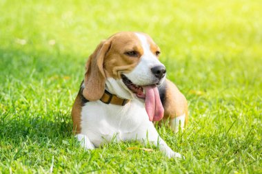 Köpek doğurmak beagle parkta yeşil çim üzerinde yalan