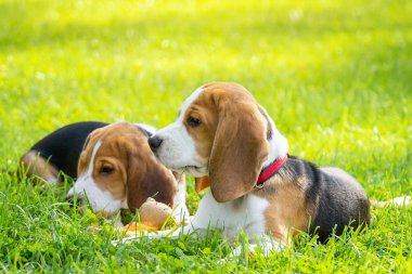 Köpek doğurmak beagle parkta yeşil çim üzerinde yalan