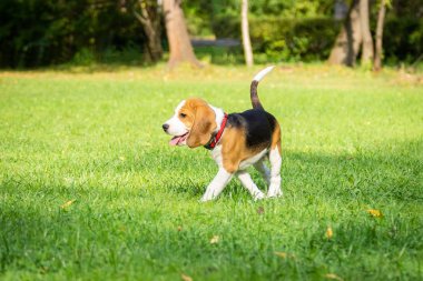 Köpek doğurmak beagle parkta yeşil çim üzerinde yalan