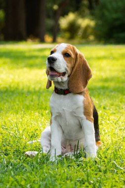 Köpek doğurmak beagle parkta yeşil çim üzerinde yalan