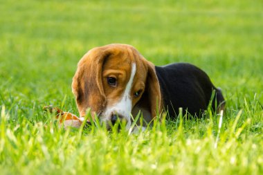 Köpek doğurmak beagle parkta yeşil çim üzerinde yalan