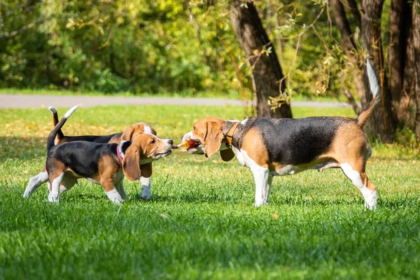 Pies Rasy Beagle Leżącego Zielonej Trawie Parku — Zdjęcie stockowe