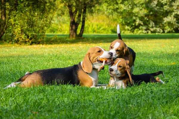 Köpek doğurmak beagle parkta yeşil çim üzerinde yalan